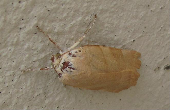 Noctua fimbriata